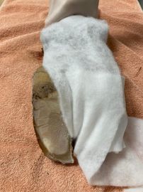 Application des bande de coton sur lésion de pied de vache